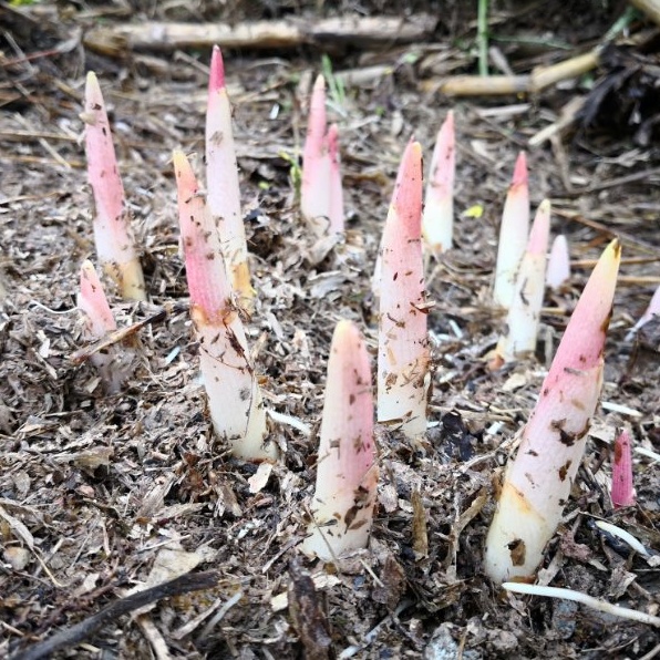 Cloud Zoom small image