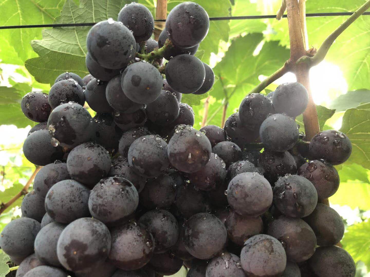夏黑葡萄_20180525220315.jpg