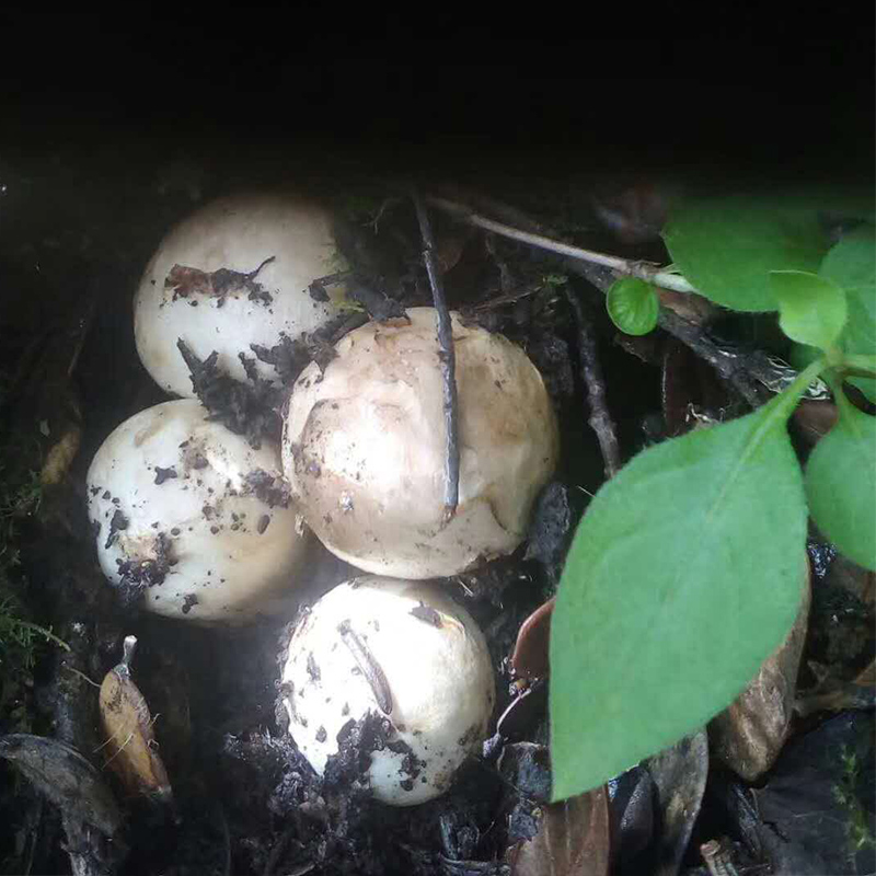 Cloud Zoom small image