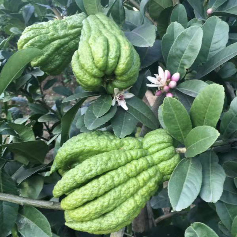 Cloud Zoom small image