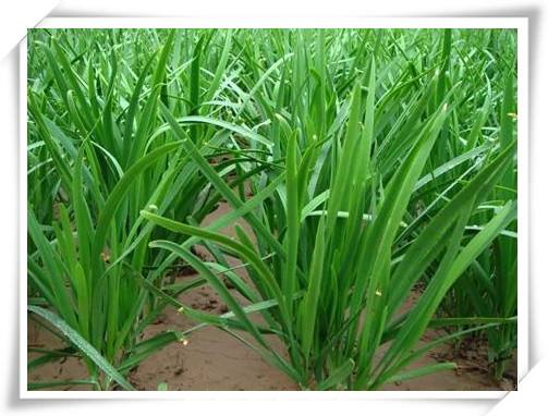 韭菜谱尼检测报告