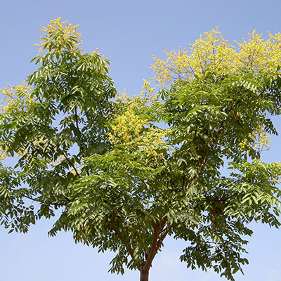 Cloud Zoom small image