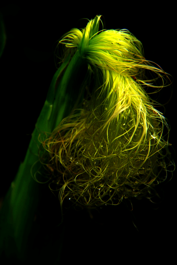 2017下期摄影班蒋安才学员作品