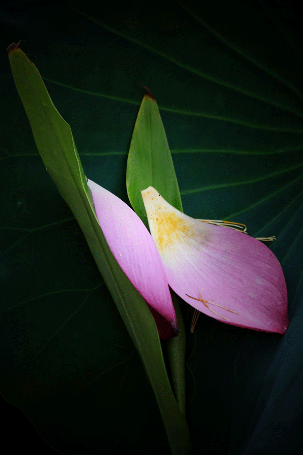 2017下期摄影班陈晓华学员作品