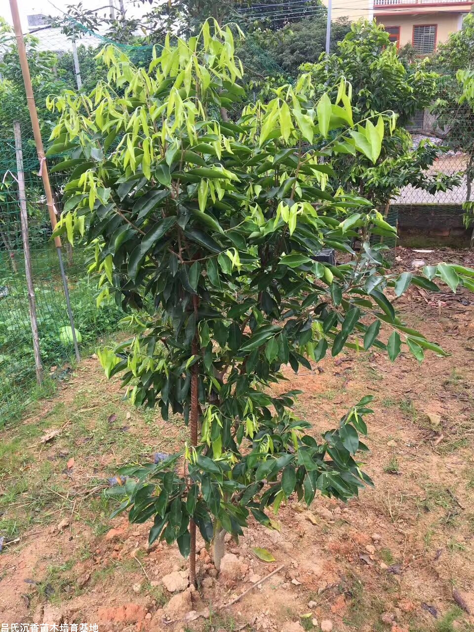 关于奇楠沉香苗的一些种植解答