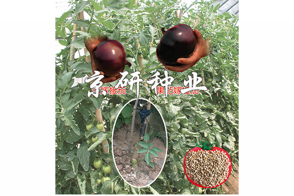 果砧一号 番茄茄子砧木种子 果砧一号 番茄茄子砧木种子