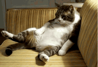 让猫咪多喝水的几个技巧