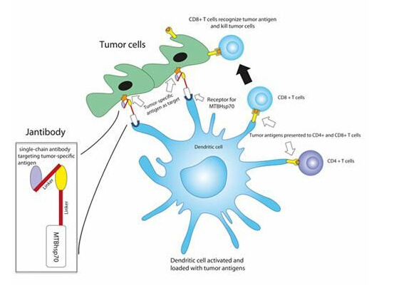 树突状细胞联合T淋巴细胞（DC-CTL）