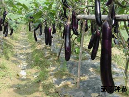 自己如何种茄子