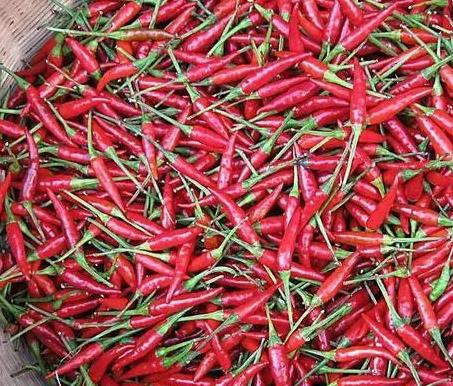 2023年辣椒批发价格多少钱一斤？主产区行情如何？