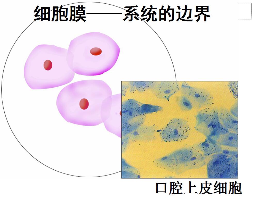 2.进行用哺乳动物红细胞制备细胞膜的实验. 3.