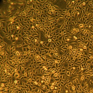 表皮角化细胞(成人) fc-0025 lifeline-健康状态-原代细胞(人)-热销