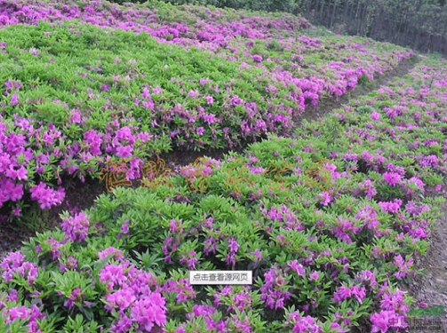 春娟-工程绿化苗木类-产品中心-熙地苗木子种绿化