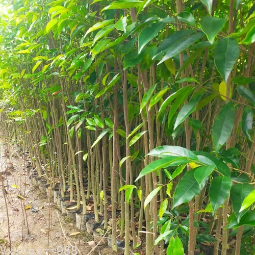 沉香树苗种植指南 - 迈向生态可持续性