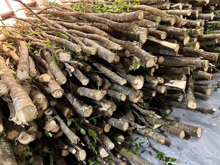 十年磨一剑：奇楠沉香种植背后的财富秘密！