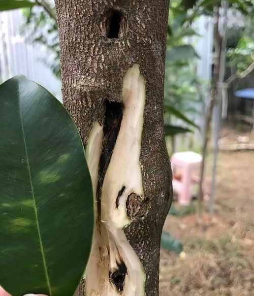 20250529231505_94367.jpg v2-0e92c192fa2a29c4e8f7631f90cab96f_r.jpg