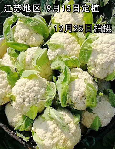 白松55松花菜种子 白菜花种子青梗松花菜种子花椰菜种子 花椰菜种子 在线商城 多又奇种子网