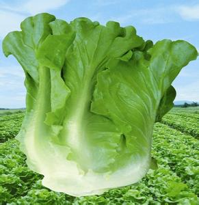 意大利生菜种子|蔬菜种子 耐热耐抽薹 半结球生菜种子