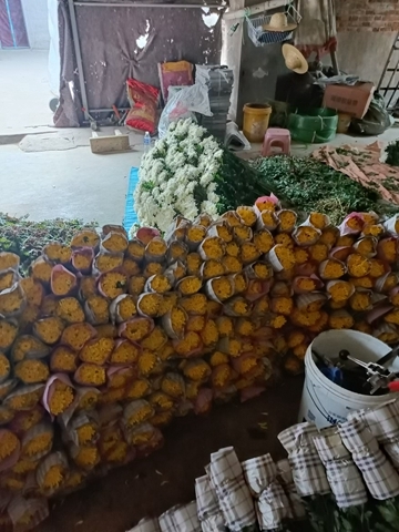 广州新鲜菊花市场