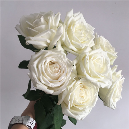 白玫瑰鲜花资源