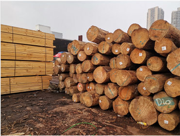 铁杉材质怎么样?湖南橙天竹木小编带您来了解