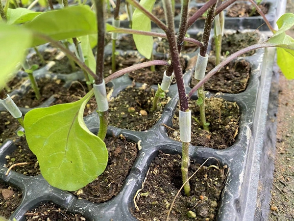 茄子苗怎么种植？水分多一些好还是少一些好？