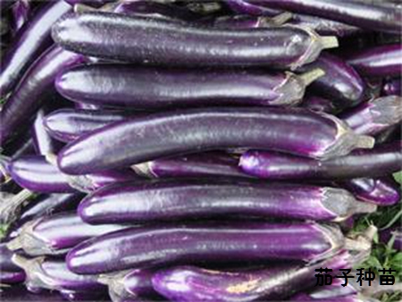 紫红长茄苗批发
