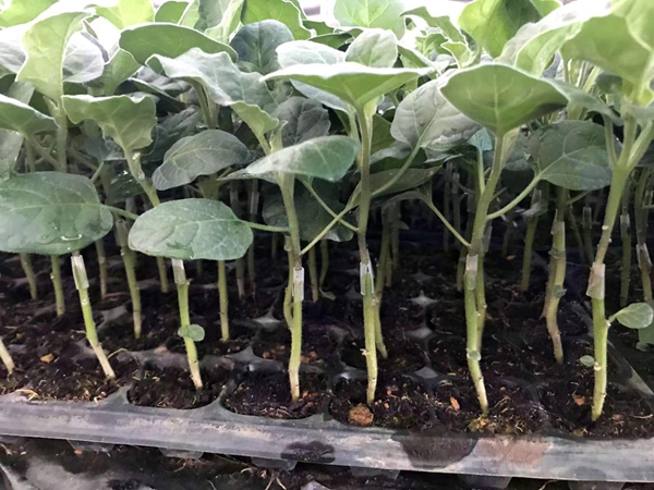 买了茄子苗后的种植该怎么办？