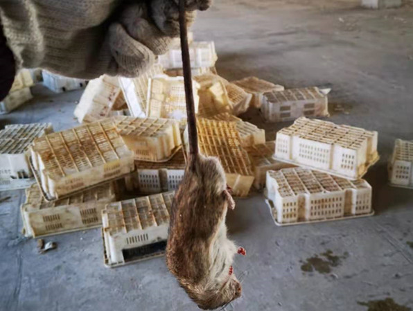 威海滅鼠公司威海滅老鼠