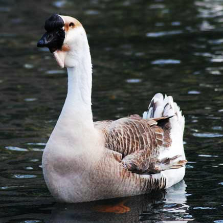 Cloud Zoom small image
