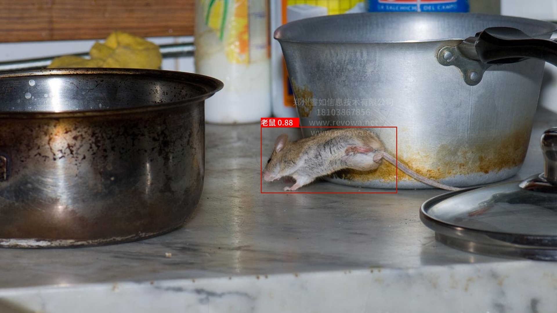 自动识别老鼠系统